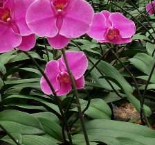 [�X�M003]�Q�r��