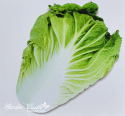 ���y�յ�(�j�յ�)~Chinese Cabbage